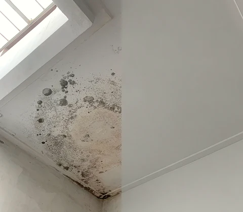 Mold Removal before and after
